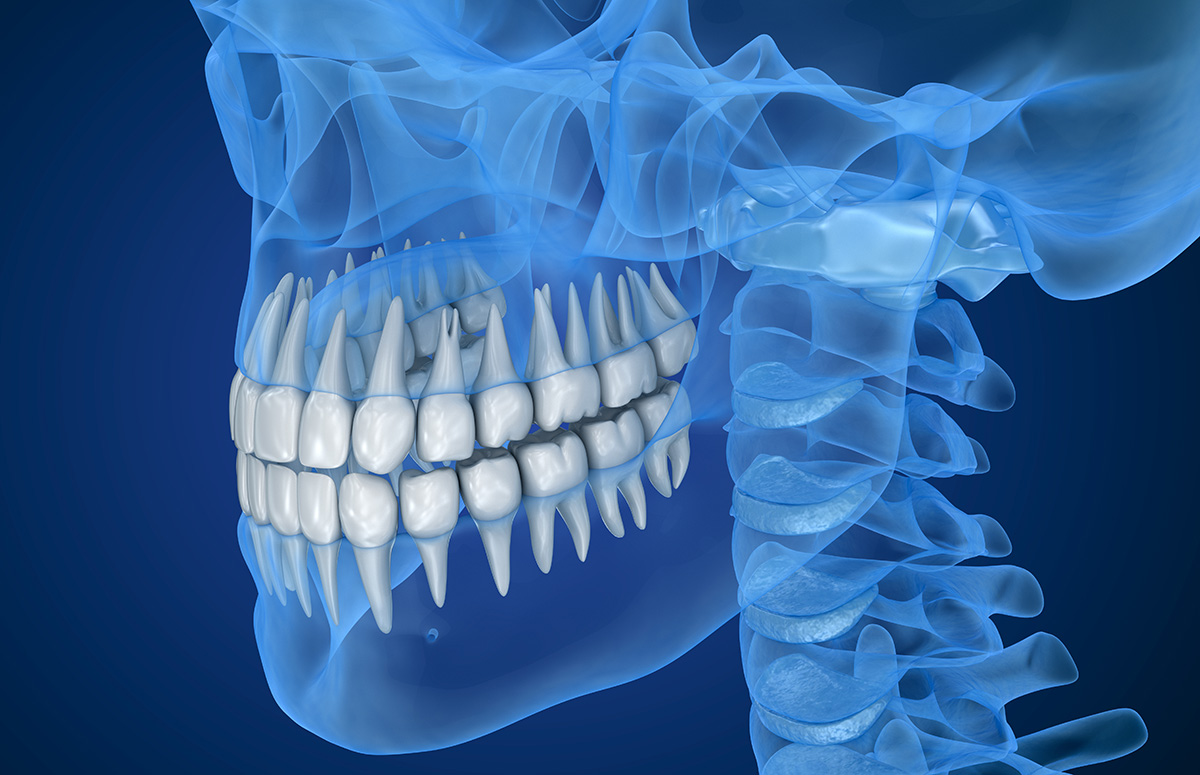 De que estan fetes les dents
